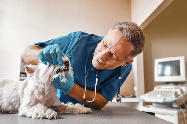 Best Pediatric Emergency Dentist in Maysville, KY